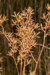 Sandbog deathcamas